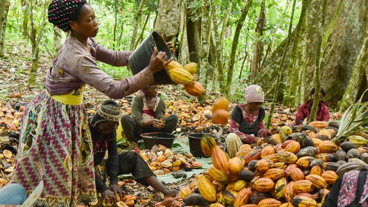 Cacao / La Côte d’Ivoire, le Ghana et des industriels signent pour un revenu décent des planteurs