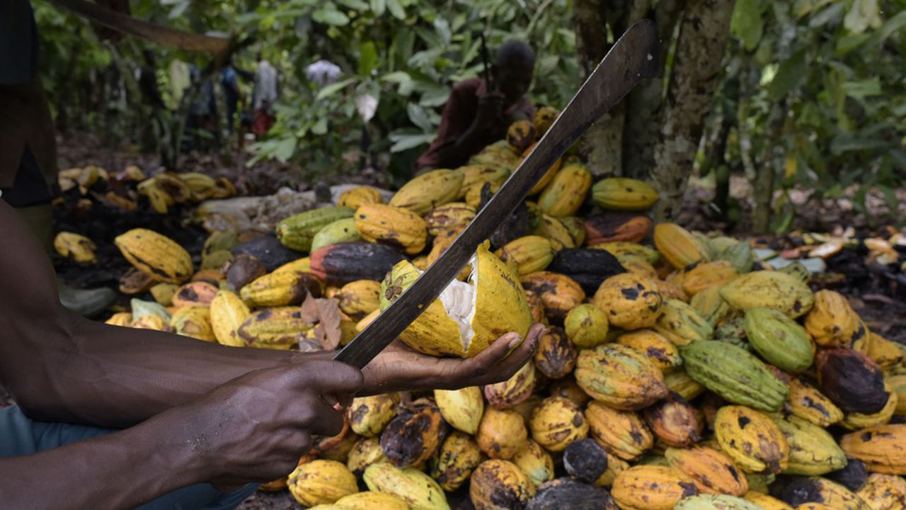 Secteur agricole / Vers une augmentation du prix du cacao en Côte d’Ivoire et au Ghana