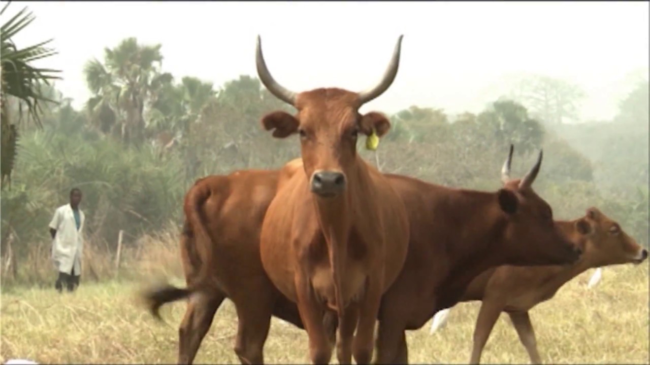 Elevage, Pêche et Aquaculture / La Côte d’Ivoire lance la création de fermes pilotes