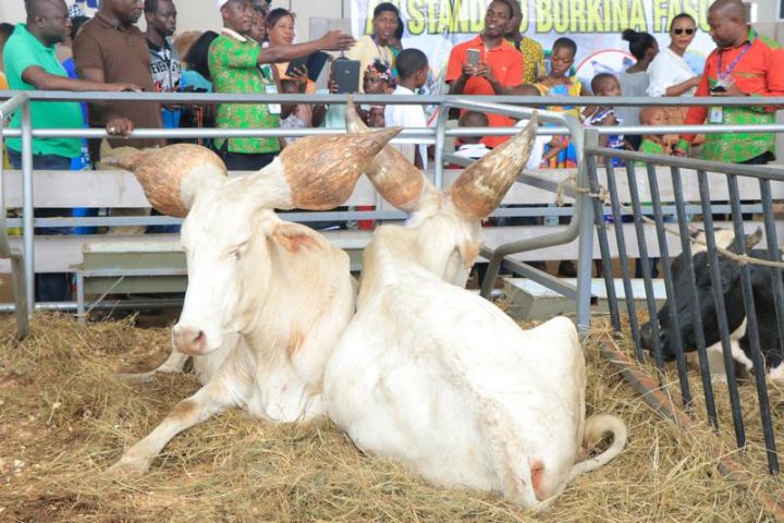 SARA 2023 / Le lancement des activités préparatoires de la 6e édition prévu pour le lundi 09 février