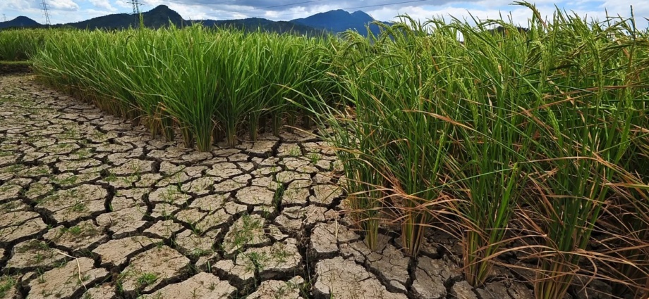 Climat / La Côte d’Ivoire menacée par la sècheresse selon la Sodexam