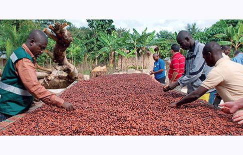 Cacao et cajou / Où en est la transformation agroalimentaire en Côte d’Ivoire en 2025 ?