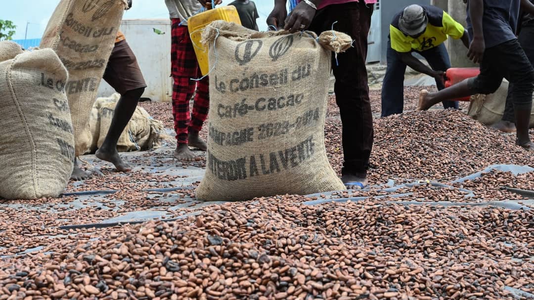 Campagne café-cacao 2025-2026 / Le prix bord champ du kilogramme de cacao fixé à 2800 FCFA