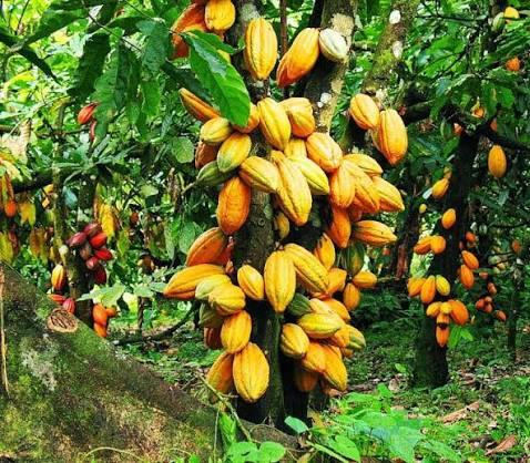 Cacao de Côte d'Ivoire / La transformation locale s'accélère