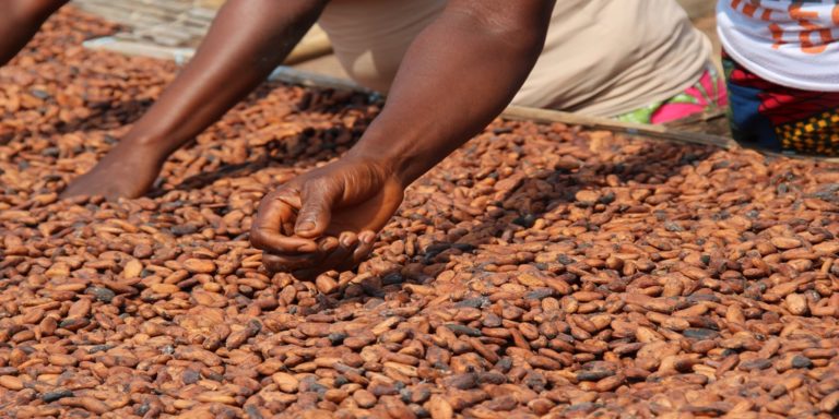 Non-paiement du Différentiel de Revenu Décent / La Côte d'Ivoire et le Ghana lancent un ultimatum aux industriels du Chocolat
