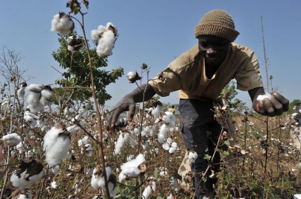 Filière Coton / Un crédit de plus de 26 milliards pour renforcer la résilience des acteurs