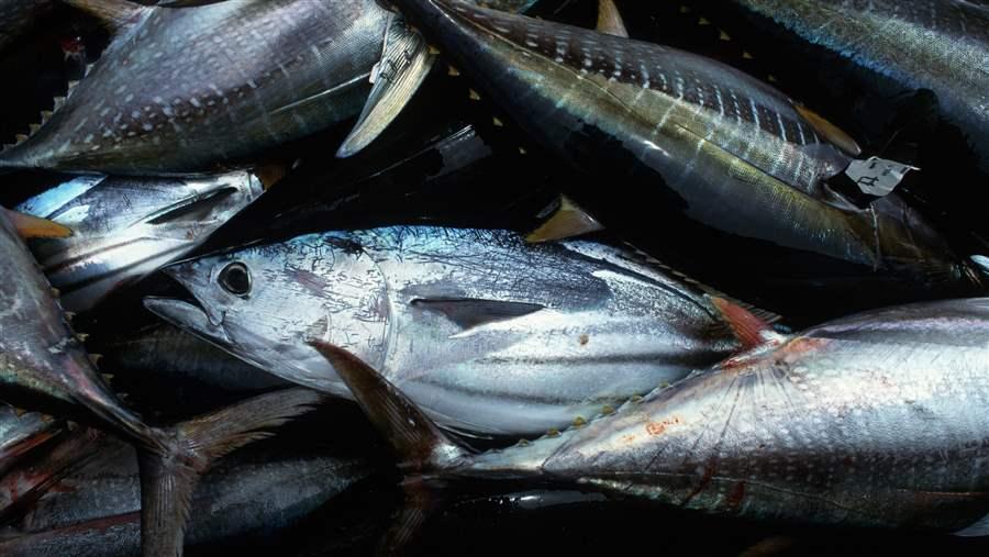 Faux thon / Les acteurs de la filière appellent au respect du prix plafond
